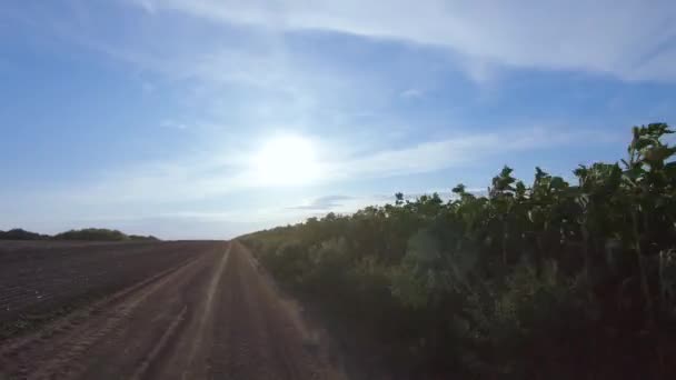 Sunflower field and rural road — Stock Video