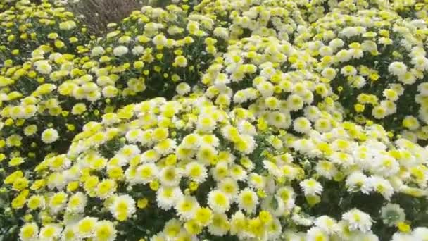 Chrysanthemums on the flowerbed — Stock Video