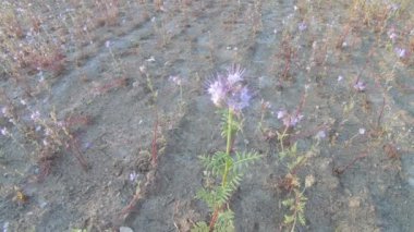 Phacelia tansy siderat