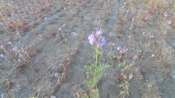 Phacelia renfana siderat — Stockvideo