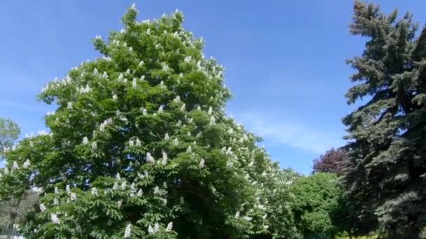 Blumen der Kastanienbäume — Stockvideo