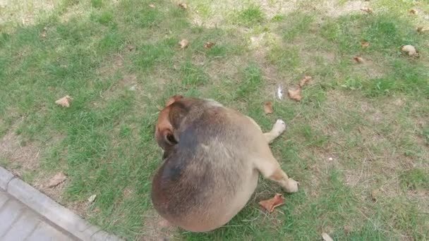 Chien errant sur l'herbe — Video