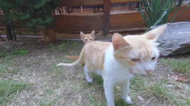 Chat avec chatons sur la nature 