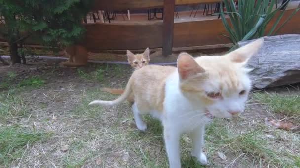 Katt med kattungar på naturen — Stockvideo