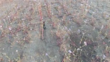 Phacelia tansy siderat