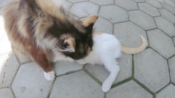 Le chat nourrit le chaton 