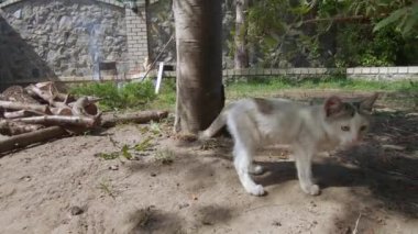 Ağacın altındaki evcil kedi.