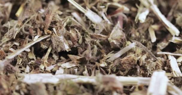 Mutterkraut Gras in loser Schüttung — Stockvideo