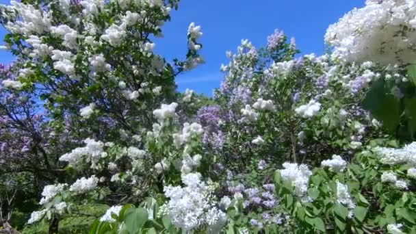 Giardino lilla a Mosca — Video Stock