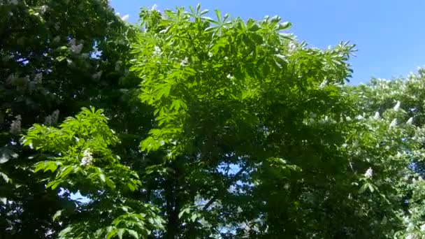 Bloemen van kastanjebomen — Stockvideo