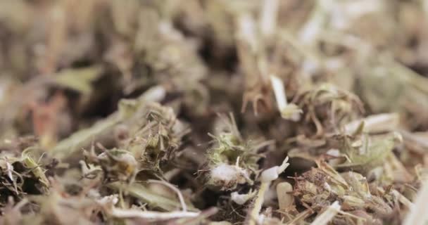 Motherwort fű ömlesztve — Stock videók