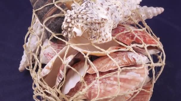 Készlet-ból ömlesztett tengeri kagylókból — Stock videók
