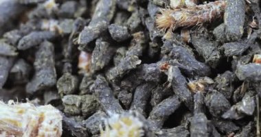 Ivan-çay Çam tomurcukları ile