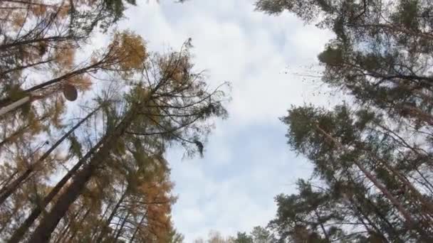 Vista das coroas das árvores de outono — Vídeo de Stock
