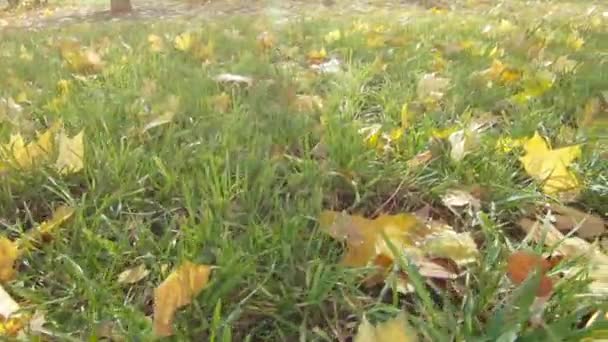 Groen gras en herfst geel — Stockvideo