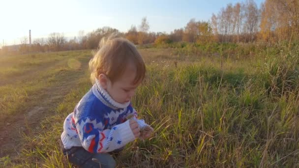 Spädbarn pojke som leker vilda blommor — Stockvideo