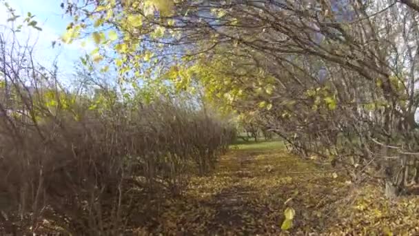 Bosque y arbustos de otoño — Vídeos de Stock