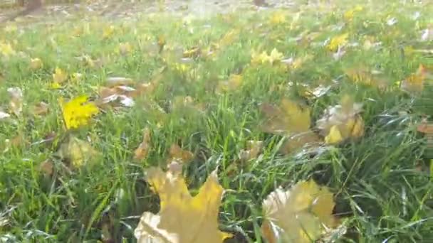 Зеленая трава и осенний желтый — стоковое видео