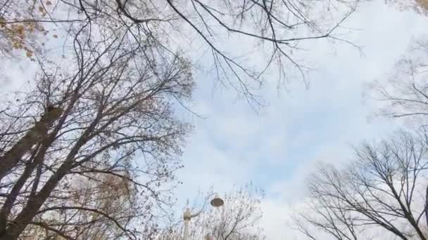 Вид на корони осінніх дерев — стокове відео