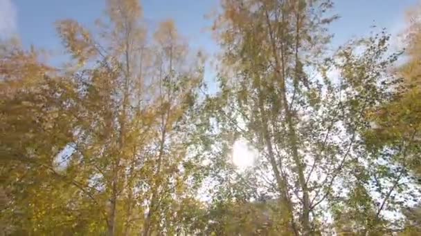 Березові дерева з жовтим листям — стокове відео