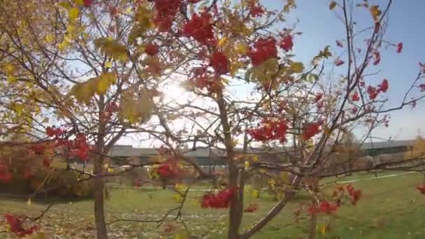 Rowan árbol y frutas — Vídeo de stock