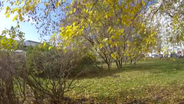 Sonbahar ormanı ve çalılar — Stok video