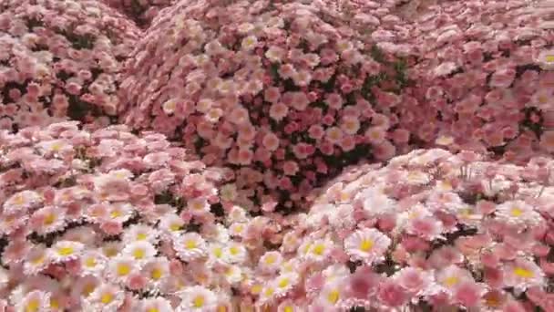 Chrysanthemums on the flowerbed — Stock Video