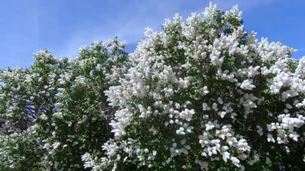 Jardim Lilac em Moscou — Vídeo de Stock