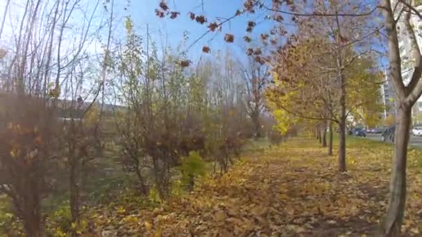 Forêt d'automne et buissons — Video