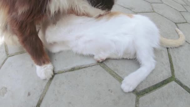 这只猫喂猫 — 图库视频影像