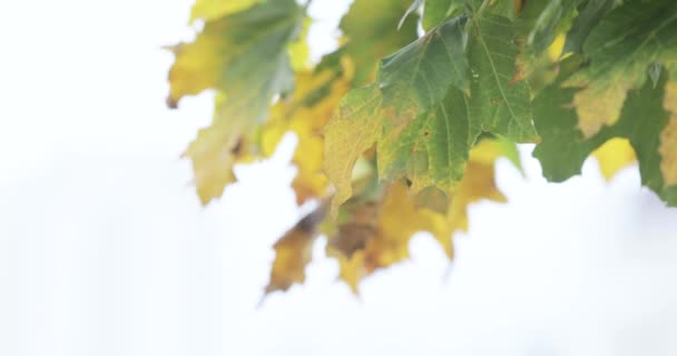 Το φθινόπωρο τα φύλλα σφενδάμου — Αρχείο Βίντεο