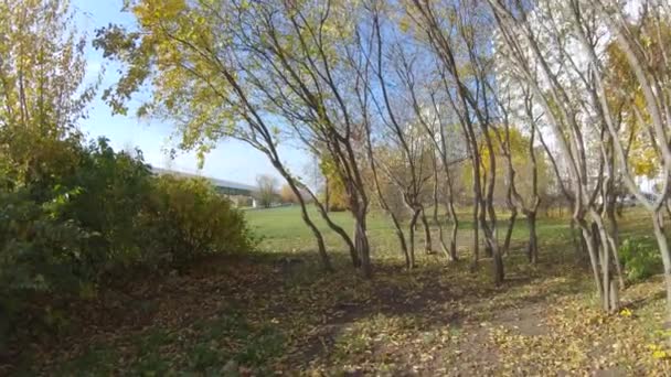 Forêt d'automne et buissons 