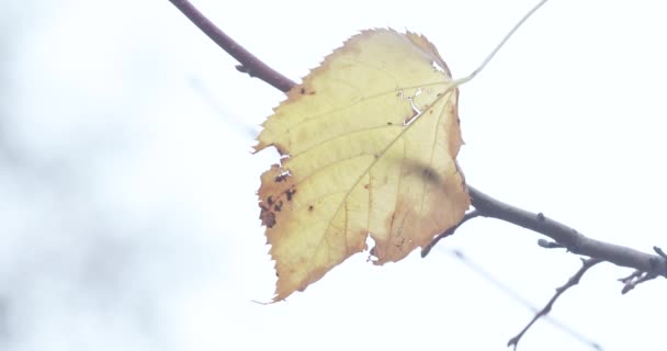 Lembaran linden musim gugur — Stok Video