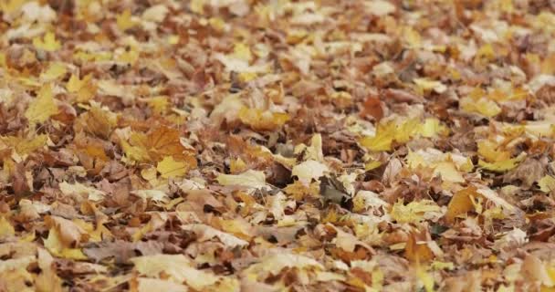 枫树秋天的叶子躺着 — 图库视频影像