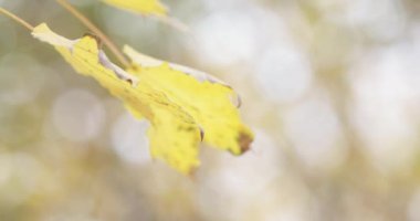 akçaağaç sonbahar yaprakları