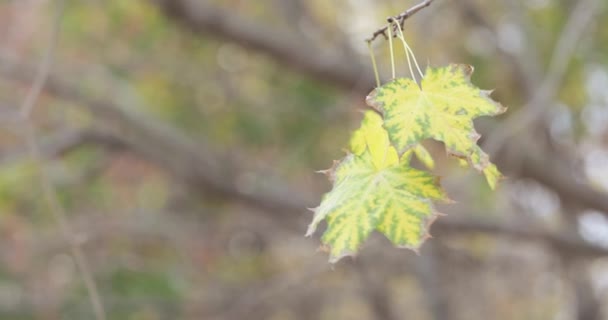 Ahorn Herbstblätter — Stockvideo