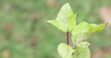 Genç akçaağaç filizleri