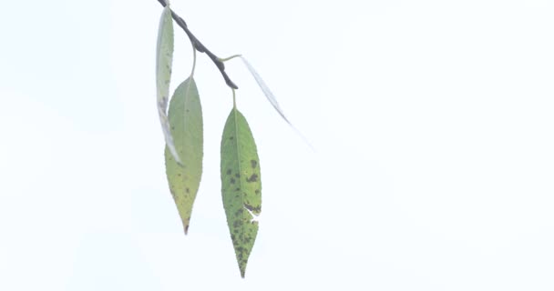 Осенние листья ивы — стоковое видео