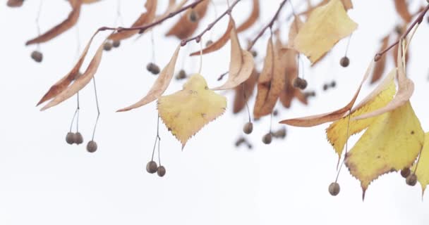 Droge herfstbladeren en lindebloemen — Stockvideo