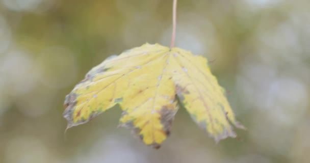 Folhas de outono de bordo — Vídeo de Stock