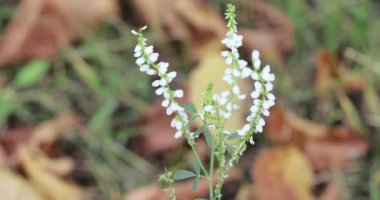 Melilotus melilotus albus
