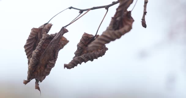 Сухие осенние листья березы — стоковое видео
