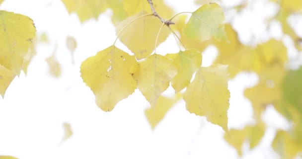 Sárga nyár levelek — Stock videók