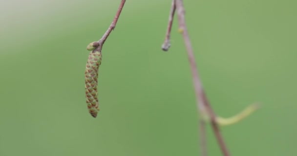 Feuilles d'un jeune bouleau — Video