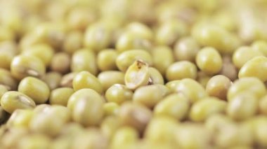 Tabakta Asya fasulyesi