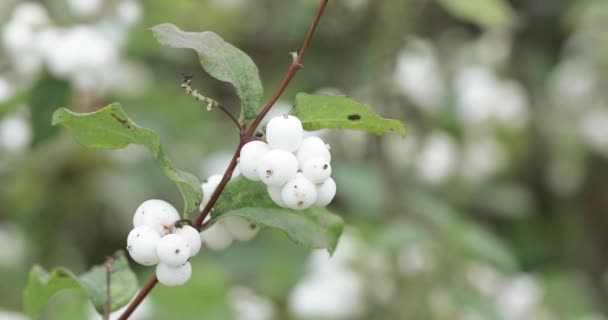 Fruits laevigatus blanc neige — Video