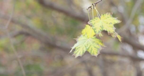 Arce hojas de otoño — Vídeos de Stock