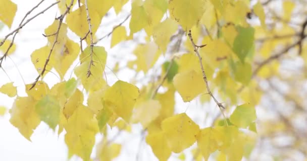 Hojas de álamo amarillo — Vídeo de stock