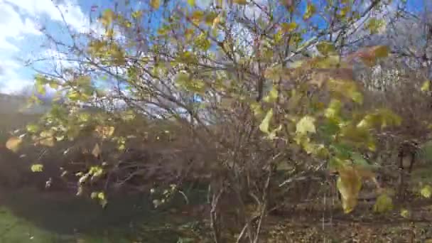 Güneş altında sonbahar ağaçları — Stok video