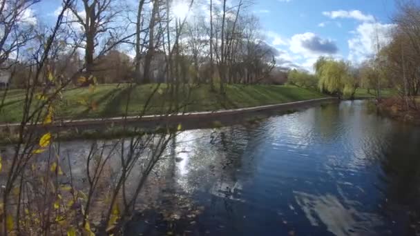 Een eiland in de vijver — Stockvideo